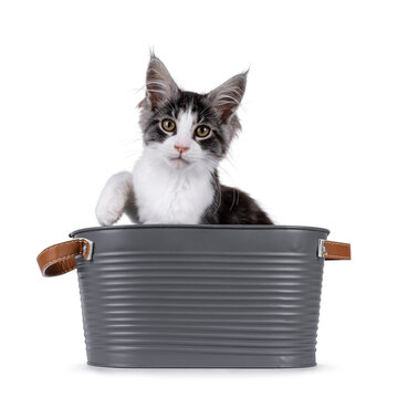 Expressive Maine Coon cat kitten, sitting in grey metal tub. Looking straight  to camera. One paw up. Isolated on a solid white background.