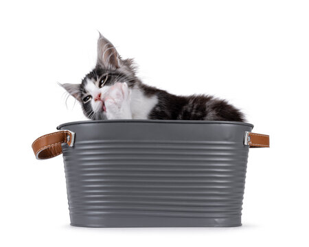 Expressive Maine Coon cat kitten, sitting in grey metal tub. Licking paw and not looking to camera.  Isolated on a solid white background.