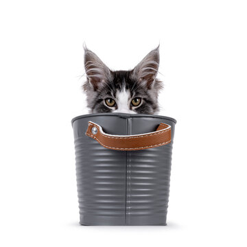 Expressive Maine Coon cat kitten, sitting in grey metal tub. Looking straight to camera over the edge. Isolated on a solid white background.