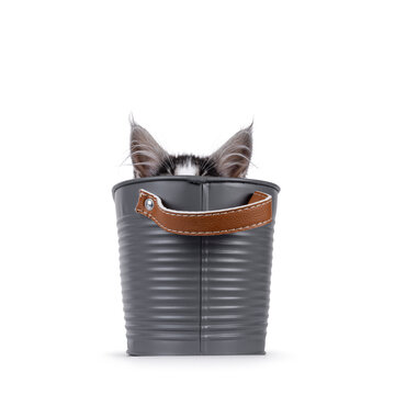 Expressive Maine Coon cat kitten, sitting in grey metal tub. Hiding and not showing face. Isolated on a solid white background.