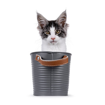 Expressive Maine Coon cat kitten, sitting in grey metal tub. Looking straight  to camera. Isolated on a solid white background.