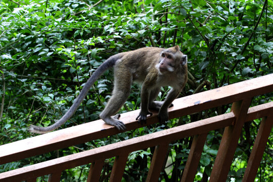 A monkey are on the iron fence of a protected forest.