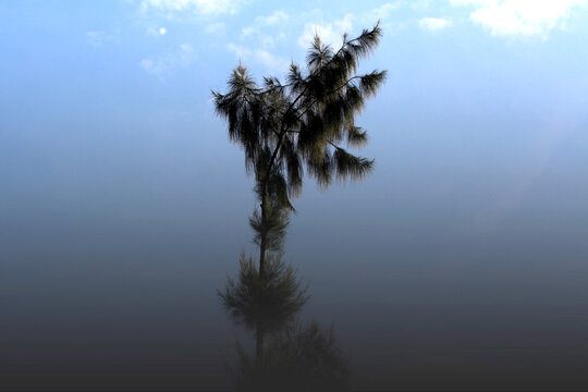 Casuarina equisetifolia (sea pine) tree with blue sky and white clouds background.