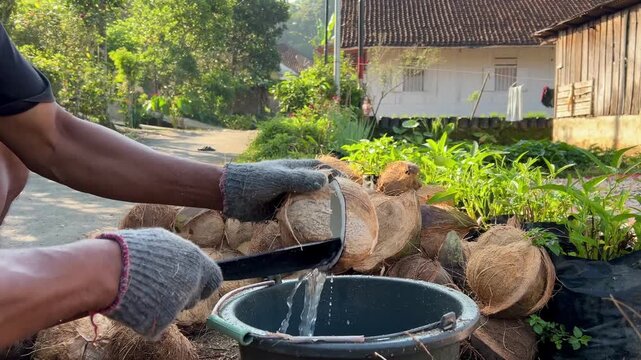 proses membuka kelapa yang sudah matang dari cangkangnya dengan menggunakan pisau