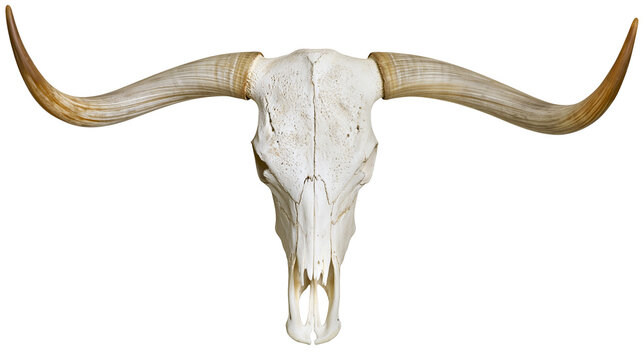 Texas Longhorn steer skull with long curved horns