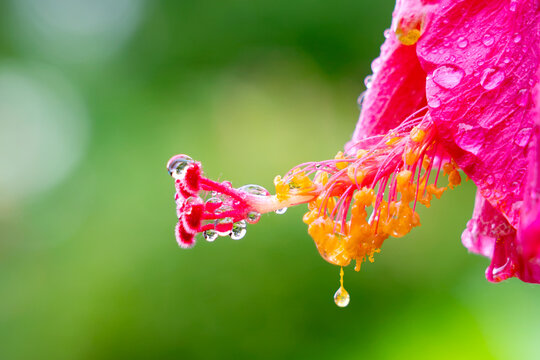 Macro of Hibiscus Rosa-Sinensis with Morning Dew Drops; Malaysia&rsquo;s National Flower Bunga Raya