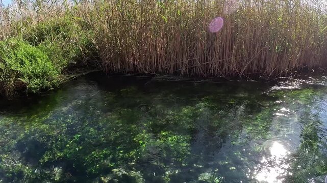 Close up view of clear river water with green reeds from a boat