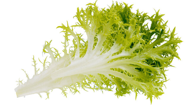 Frilly green endive leaf with white stem