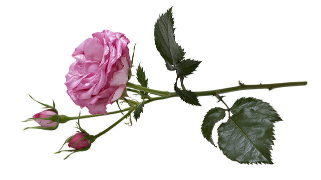 Pink rose flower with two buds and green leaves on stem