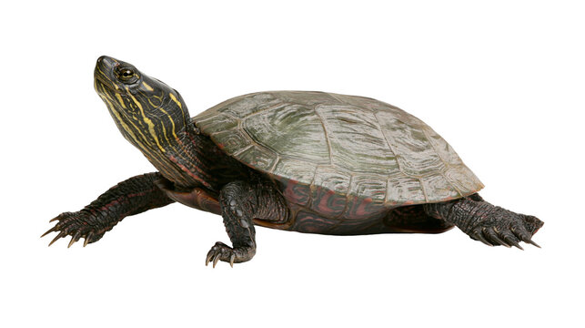 Painted turtle with yellow stripes on neck and shell