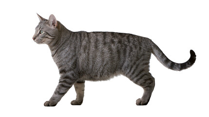 Tabby cat walking profile view © Anneliese