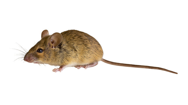 Small brown mouse with long tail and whiskers
