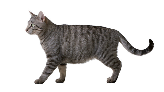 Tabby cat walking profile view