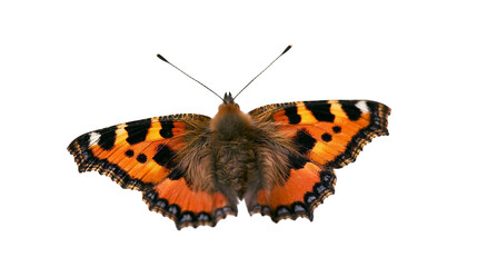 Orange and black butterfly with furry body and detailed wings © Maelle