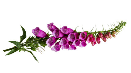 Purple foxglove flowers with green leaves on white © Anneliese