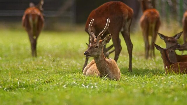 Red Deer Stag Grazing in Traditional Orchard Meadow on a Sunny Summer Morning | 4K