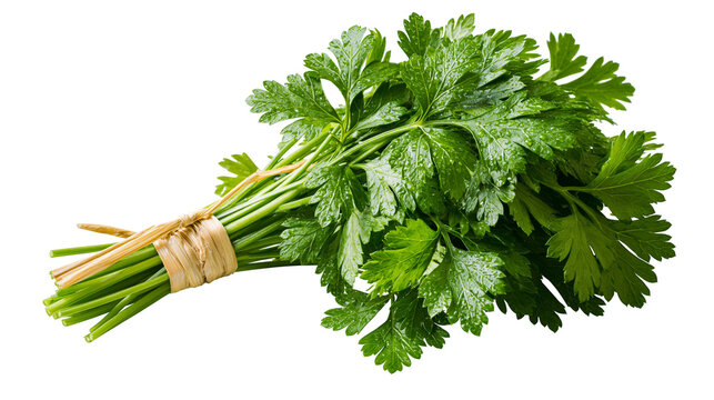 Fresh green parsley bunch tied with twine