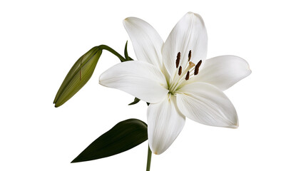 Fototapeta premium White lily flower with green bud and leaves