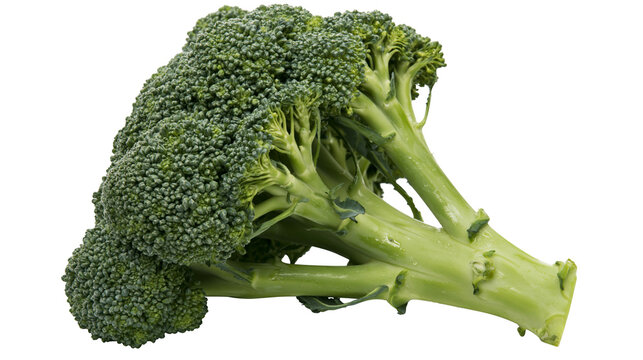 Fresh green broccoli florets and thick stems