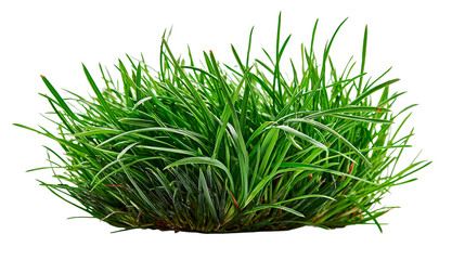 Lush green grass clump with thin blades © Aino