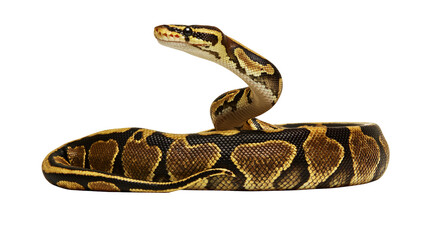 Naklejka premium Ball Python coiled with head raised