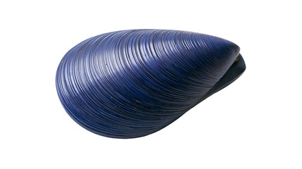 Blue mussel shell with textured surface © Anneliese
