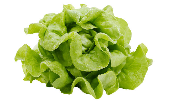 Fresh green butter lettuce with water droplets