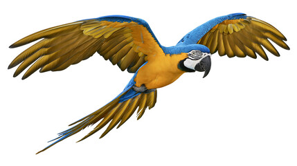 Blue and yellow macaw parrot flying with wings spread © Aino