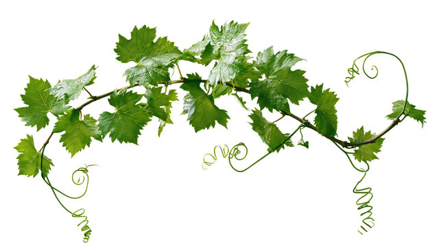 Green grape vine branch with leaves and tendrils