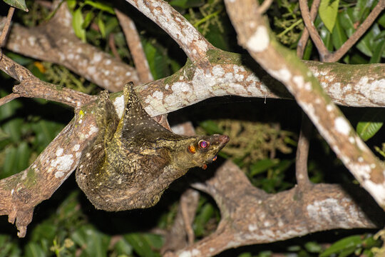 sunda flying lemur