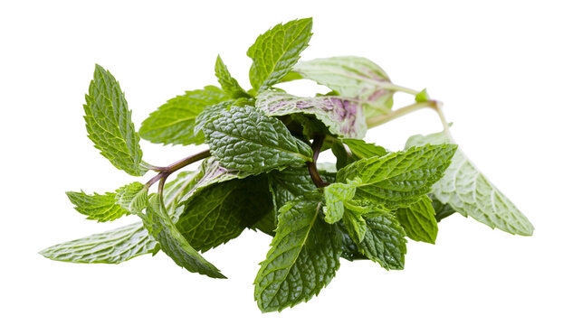 Fresh green mint leaves sprigs with purple tinges