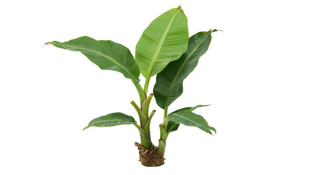 Young banana plant with large green leaves and visible roots