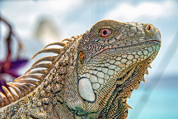 Fototapeta premium green iguana ,Iguana iguana, also known as the American iguana