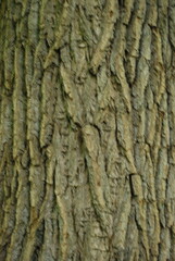 Fototapeta premium tree bark texture
