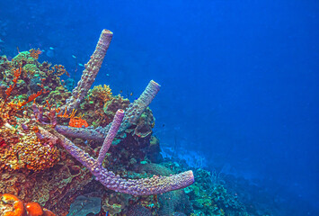 Caribbean coral garden, underwater Bonaire © John Anderson