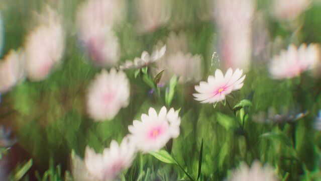 Beautiful blured white and pink wild flowers field with dreamy bokeh background 3d render cgi