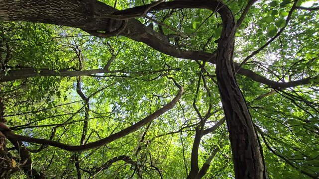 A thick tree trunk slants diagonally next to a massive, loop-shaped liana hanging in mid-air. The low-angle view captures a dense green canopy where a central sunburst pierces the leafy ceiling.