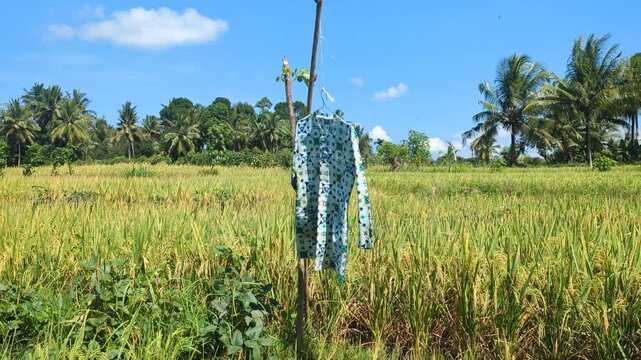 Batik Shirt Used as a Scarecrow in a Rural Rice Field