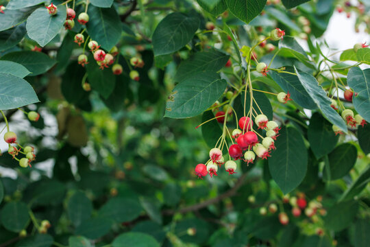 Clusters of ripening serviceberry fruits hanging on leafy branches in summer garden