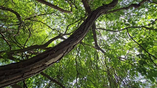 A massive, textured tree branch arches overhead in a low-angle shot. Winding lianas trace the dense canopy ceiling as a piercing, central sunburst explodes with brilliant light through green leaves.