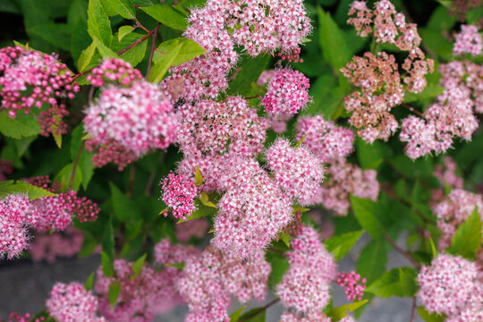 Blooming pink spirea shrub with abundant flower clusters growing along a pedestrian garden pathway
