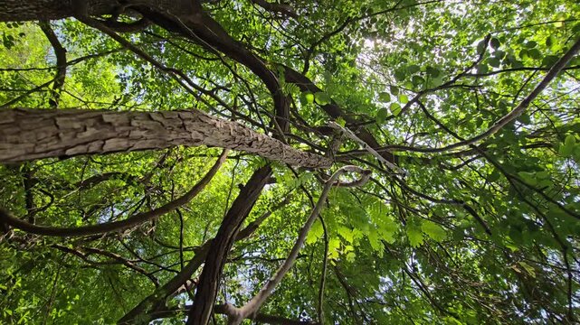 A low-angle view of thick lianas climbing tall trees tilts down to reveal a serene river. Bright sun backlights a lush canopy, creating beautiful flares through the green leaves blowing in the wind.