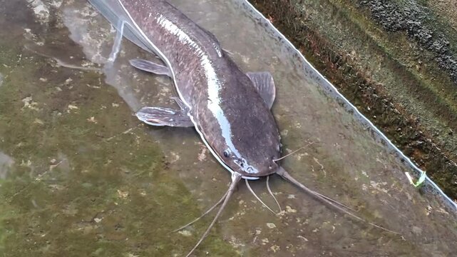 Large catfish swims in shallow, murky water. Water flows from above, creating gentle ripples. Dark, algae-stained concrete walls line the tank. Long whiskers extend from the fish's snout