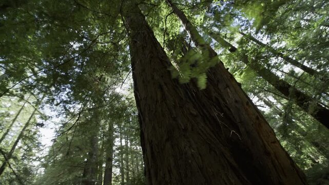 Low Angle Looking Up at Giant Redwood Trunks Through Forest
