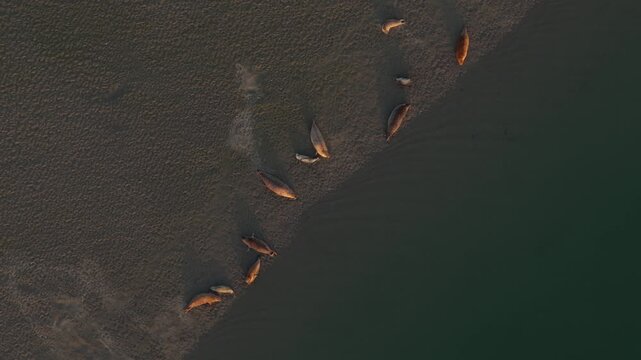 Aerial top down view of a sea lion colony resting on a sandy shore