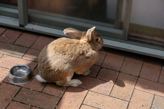 Brown Rabbit Sitting Beside Metal Food Bowl
