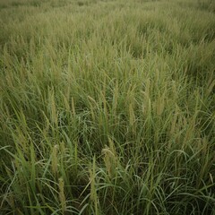 Fototapeta premium Wild countryside grassland background