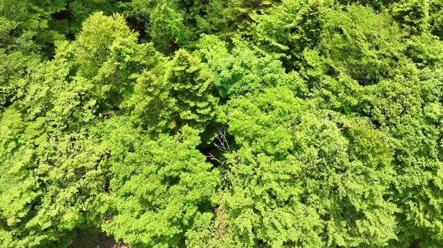 新緑の中をドローンで