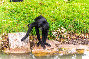 Black spider monkey by pond in Irish zoo © Lumen&Lines