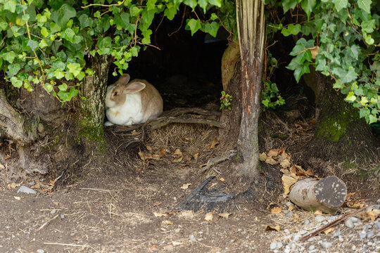 Rabbit Resting Under Tree Roots Burrow
